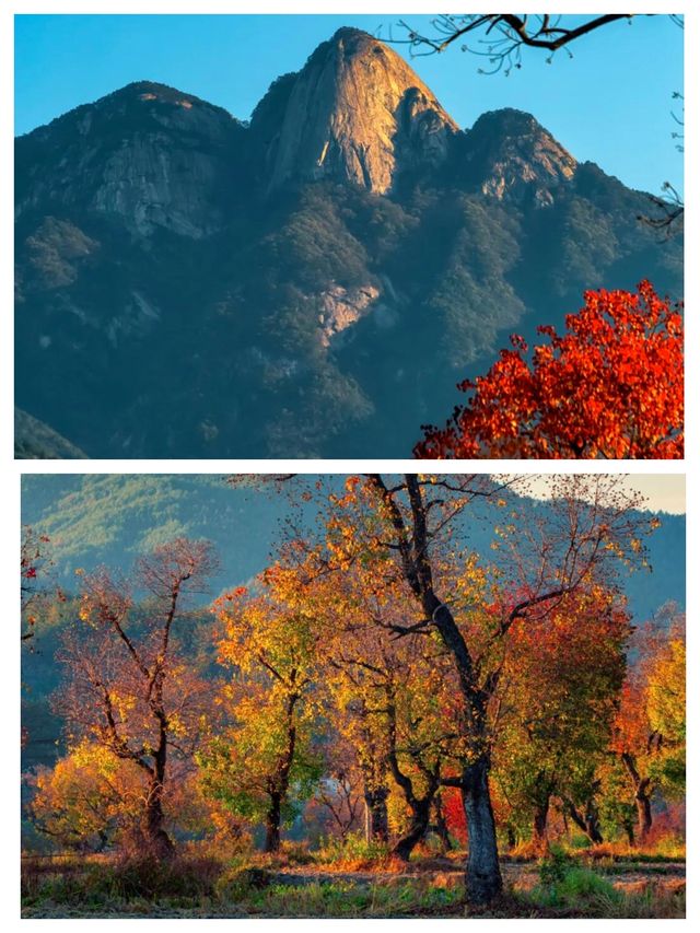 中國甜柿第一村，柿子還在，快來。