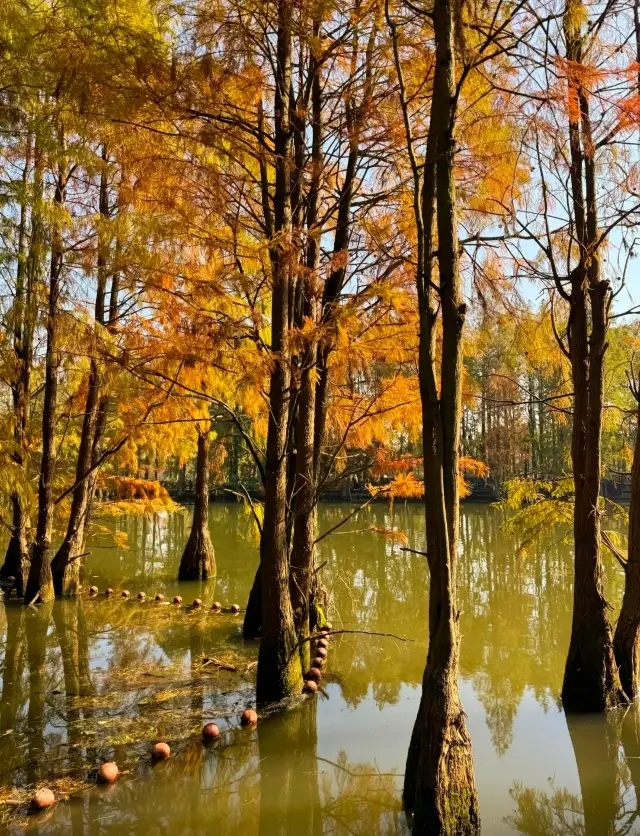 Shanghu Lake, Changshu: A Fall Fairy Tale, a Colorful Water Forest