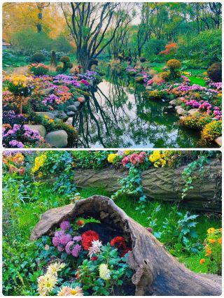 Monet Garden in Shanghai is so beautiful it breaks my heart