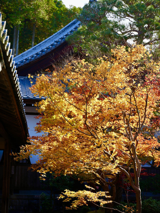 京都圓光寺 | 不用預約拍到的人生照片