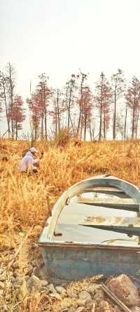 解鎖斜溪村紅樹林，感受自然的原始魅力
