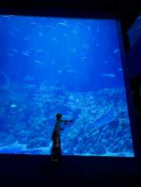 Experience the Romance of Hong Kong's Ocean Park