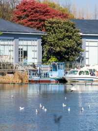 無錫渤公島免費餵海鷗