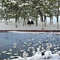 在海邊看雪景！！！威海真是太合適啦！！！