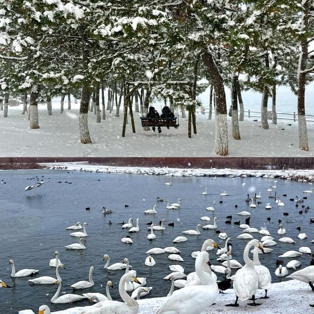 在海邊看雪景！！！威海真是太合適啦！！！