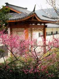 杭州老牌賞梅地超山賞梅一日遊攻略