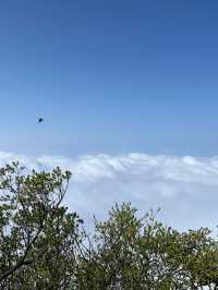 峨眉山-樂山-都江堰帶娃尋熊貓超全旅遊攻略