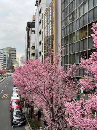 東京行程｜豪德寺與澀谷一日遊