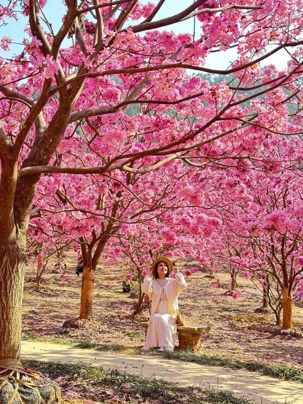 江門綠美生態園🌸 漫山遍野的紫風鈴花海，快來衝！