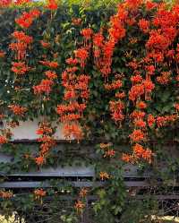 深圳香蜜公園橘黃花瀑來襲，盛花期美到犯規