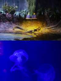 休斯頓市中心水族館的旅遊攻略
