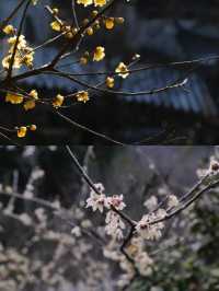 南昌春日賞花全攻略！花期地圖請查收