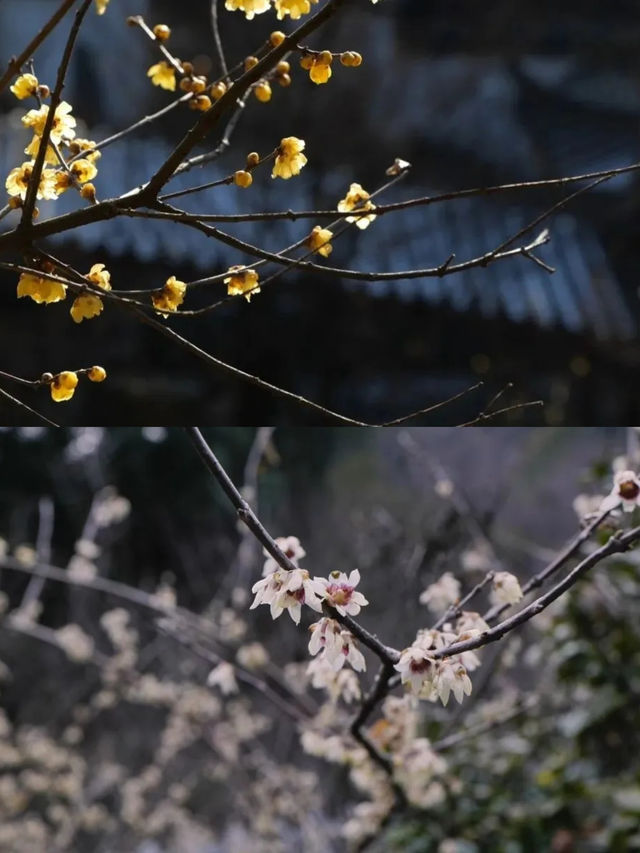 南昌春日賞花全攻略！花期地圖請查收