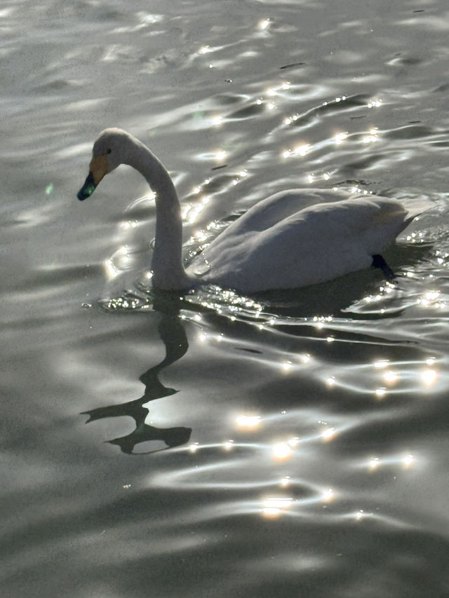 Swan River in Autumn 