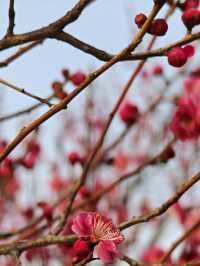 西流湖公園梅花展開幕！