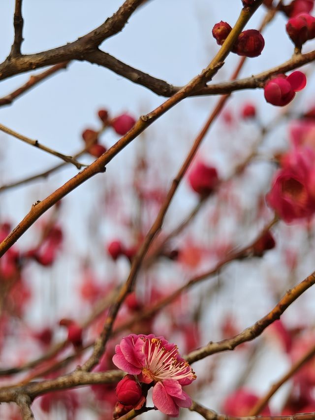 西流湖公園梅花展開幕！