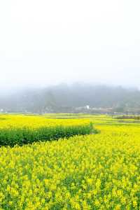 貴州萬峰林千畝油菜花