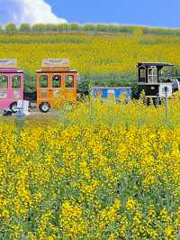 光明歡樂田園 ᵕ̈ 闖進春日的油菜花田