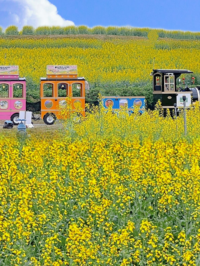 光明歡樂田園 ᵕ̈ 闖進春日的油菜花田