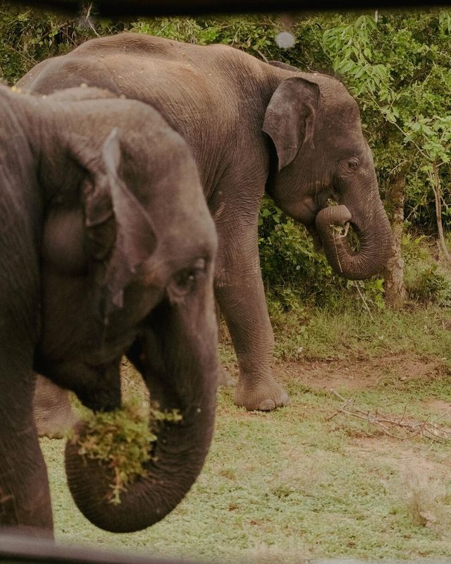 入住斯里蘭卡這家度假村，出門即可觀賞野生動物