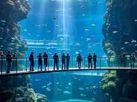 鄭州海昌海洋公園：一場奇幻的海洋探險