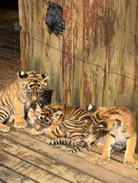 聽勸！不要輕易來雲南野生動物園！因為…