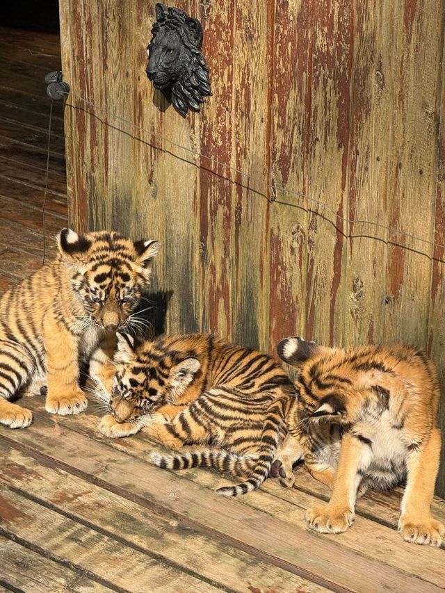 聽勸！不要輕易來雲南野生動物園！因為…