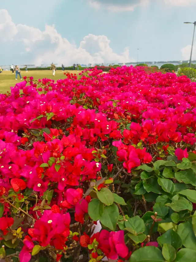 Zhanjiang: Spring is in the air!