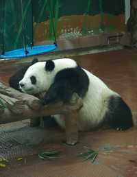廣州動物園20元的快樂