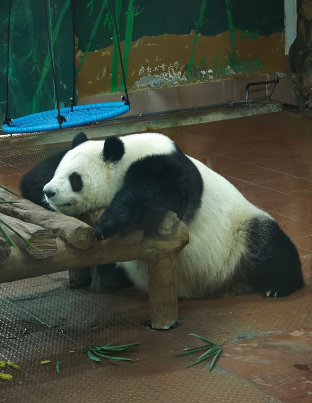 廣州動物園20元的快樂