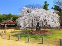 京都必逛！古老神社賀茂神社邂逅浪漫櫻花