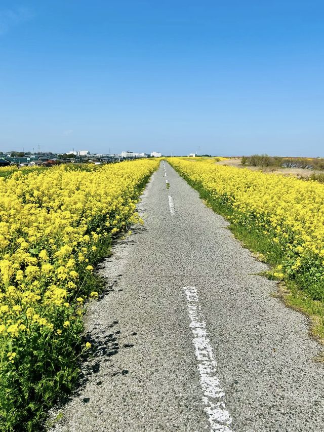 探索德島綠肺：中央公園，城市中的自然樂園！