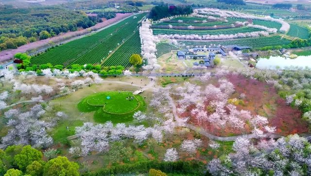 2025黃馬鳳凰溝第十八屆南昌櫻花季