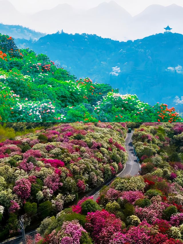 賞花就去貴州畢節看百里杜鵑