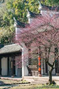 A Journey to Mingzhao Temple for the Blooming Plum Blossoms