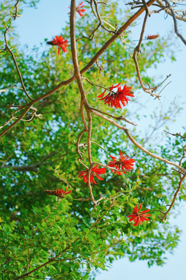 收吓泉州嘅「小紅花」——【刺桐花】