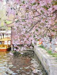 南京這個免費公園才是春日賞花天花板吧！