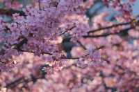 京都淀河津桜の現状を楽しむ