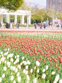 墜入花海！這個免費公園的含金量持續上升