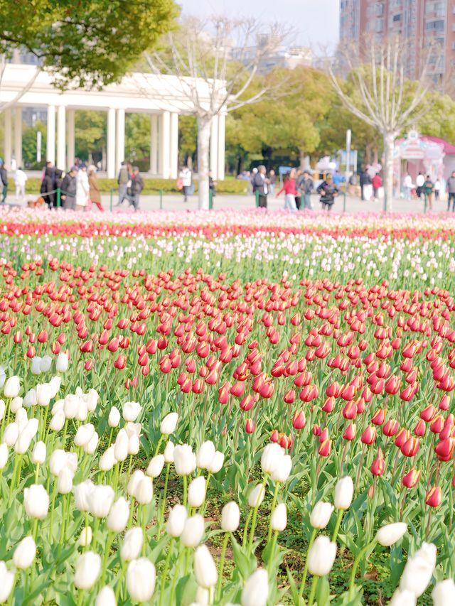 墜入花海！這個免費公園的含金量持續上升