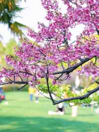 墜入花海！這個免費公園的含金量持續上升
