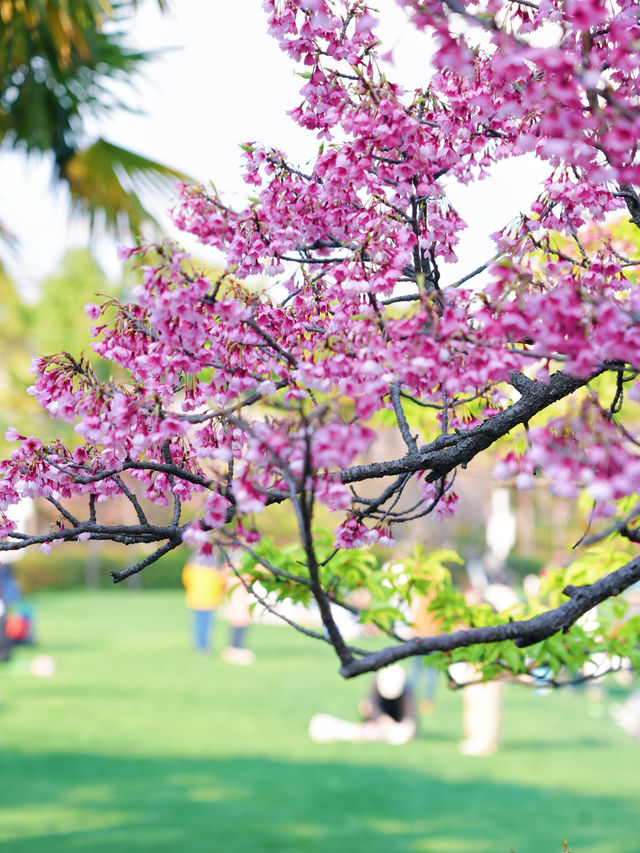 墜入花海！這個免費公園的含金量持續上升