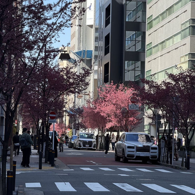 🌸東京三越前櫻花来了，都市中的浪漫櫻花之旅✨