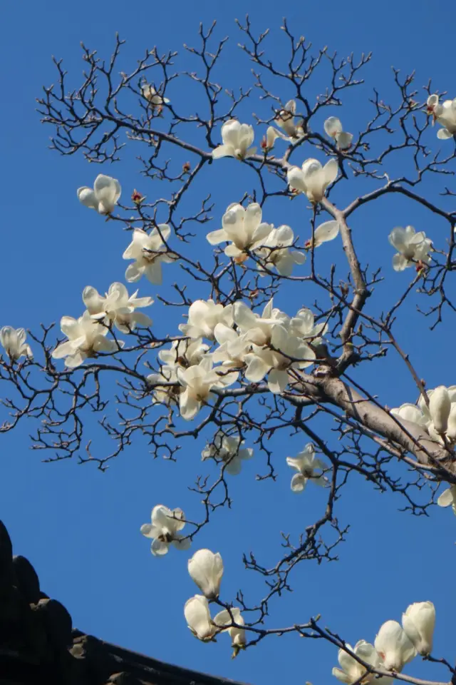 "A visit to Yangzhou in March is a must!"