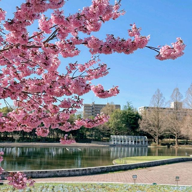 🌸今日份限定！仙台的結弦櫻雨