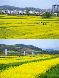 2025漢中油菜花⑨大觀花點攻略（含拍照指南）