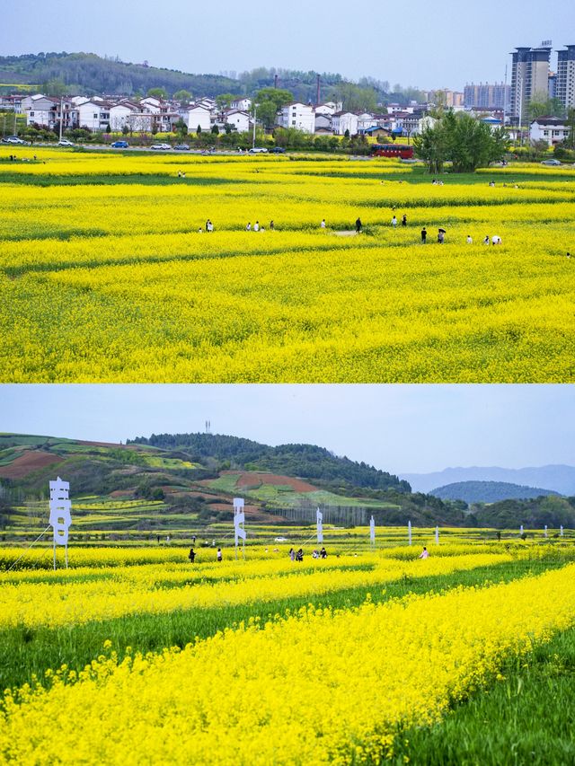2025漢中油菜花⑨大觀花點攻略（含拍照指南）