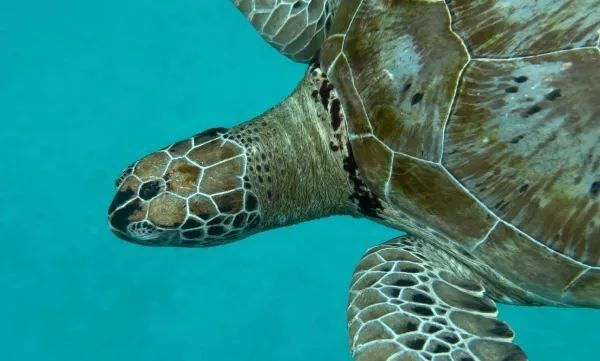 Explore Malaysia's Hidden Gem: Redang Island