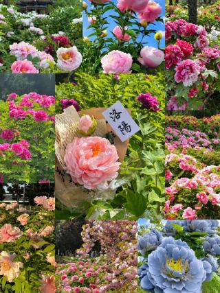 I happened to be in Luoyang during the peony blooming season.