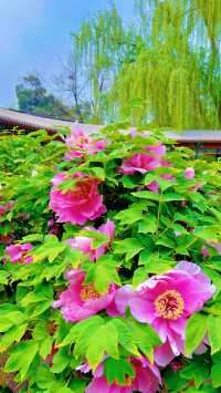北京賞花全攻略…花王盛宴直接美到心坎了